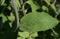 Salvia officinalis